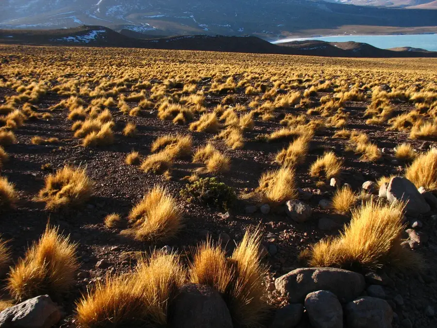 Eduardo Avaroa Reserve