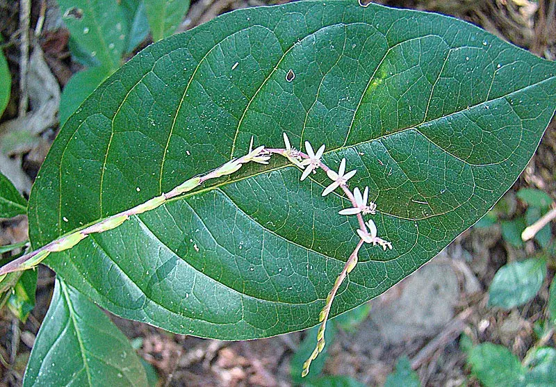 Rezervația El Chocoyero - El Brujo — Mateare (Nicaragua)
