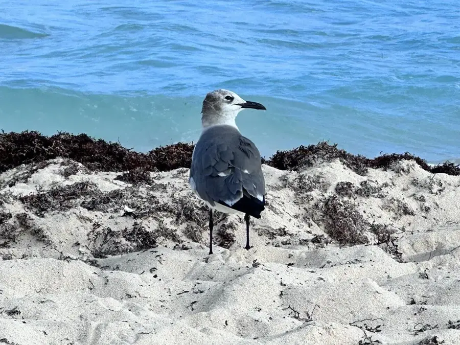 Ruinele El Rey — Mahahual (Mexic)