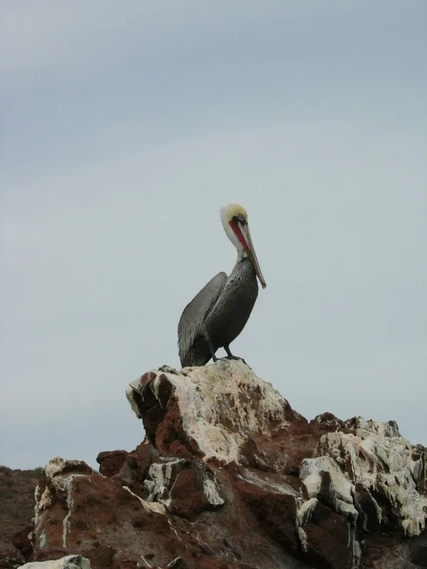 El Vizcaino — Heroica Mulegé (Mexiko)