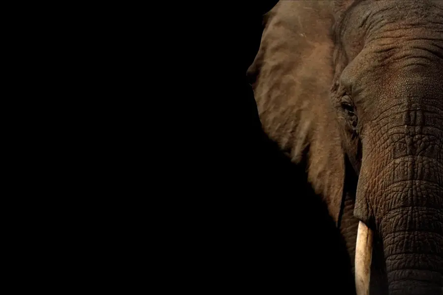 Nsork Elephant Trails