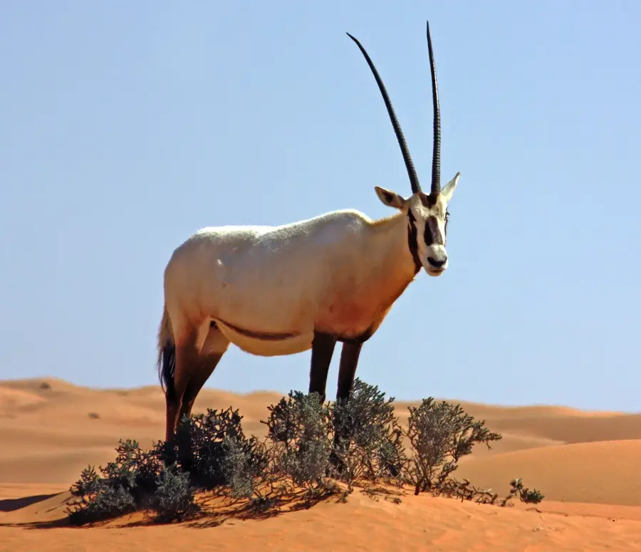 Emirates Park Zoo