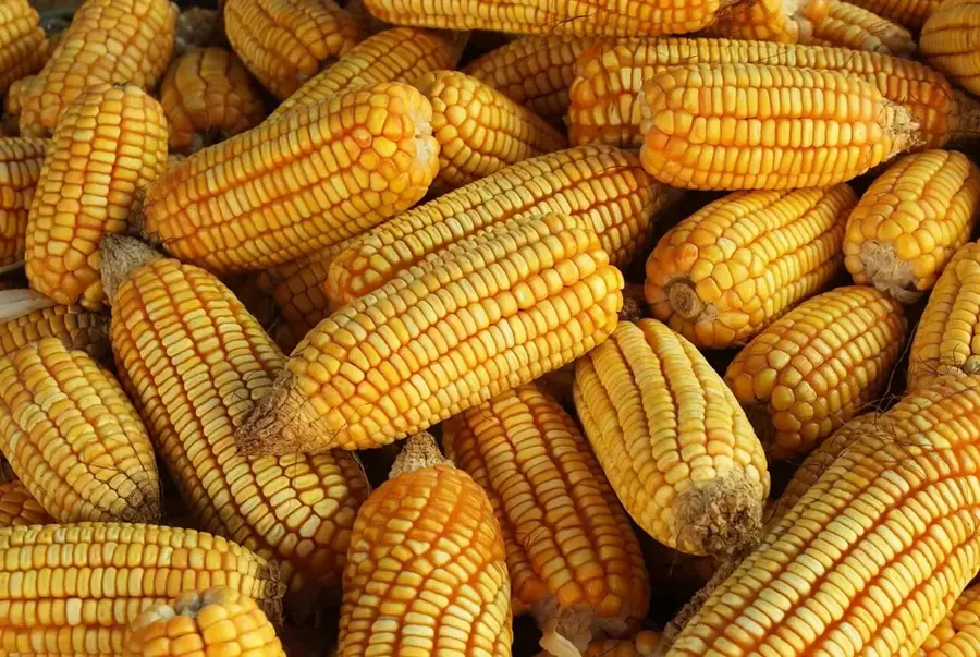 Akordat Agro-Processing — Baraka Delta (Eritrea)