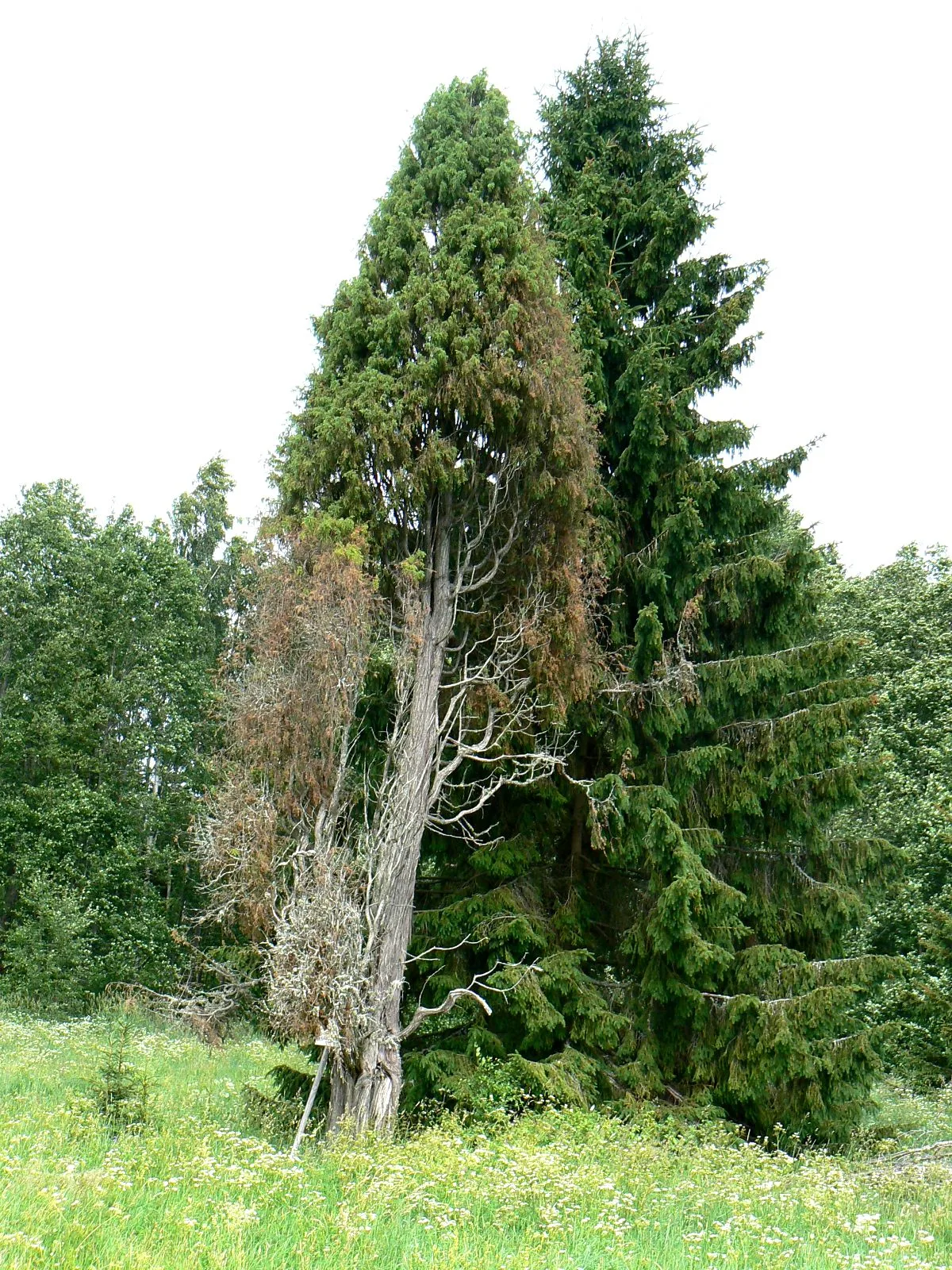 Kruusa-Org Valley — Kollase Lake (Estonia)