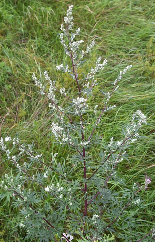 Nime-Mägi — Silla-Mägi (Estonia)