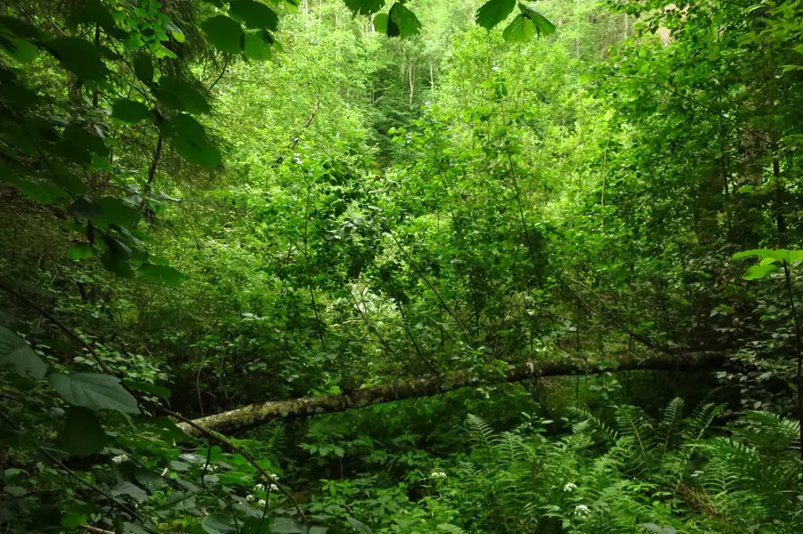 Otsa Landscape Park