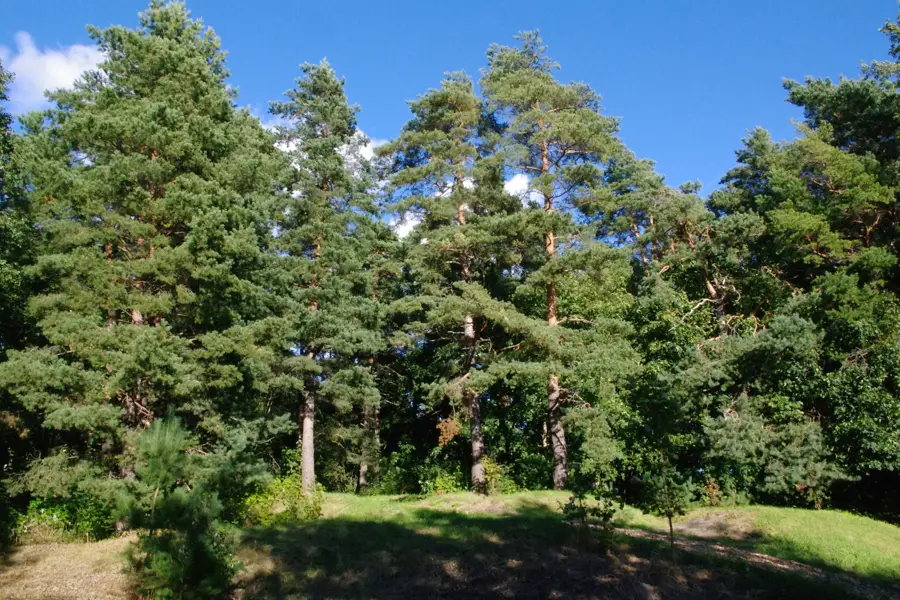 Paikuse — Torni Hill (Estonia)
