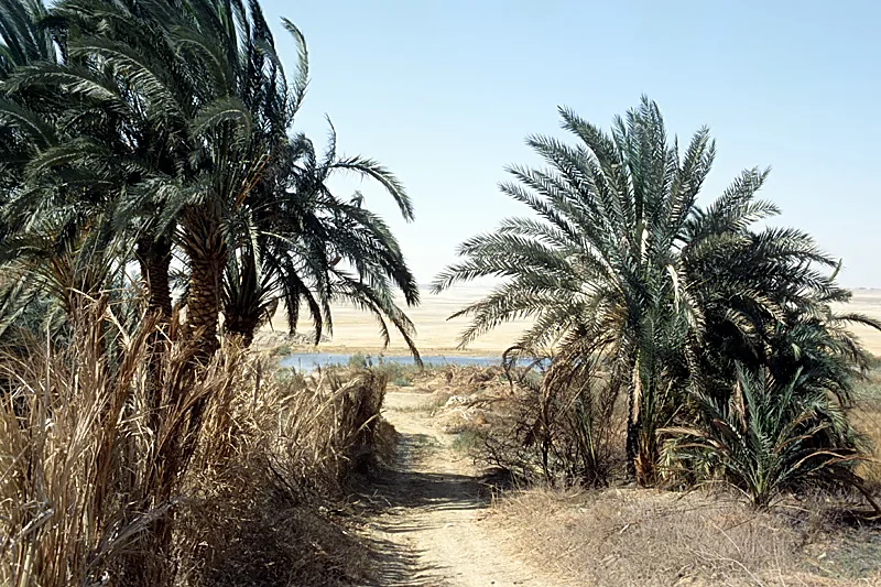 Farafra — Hárga (Egyiptom)
