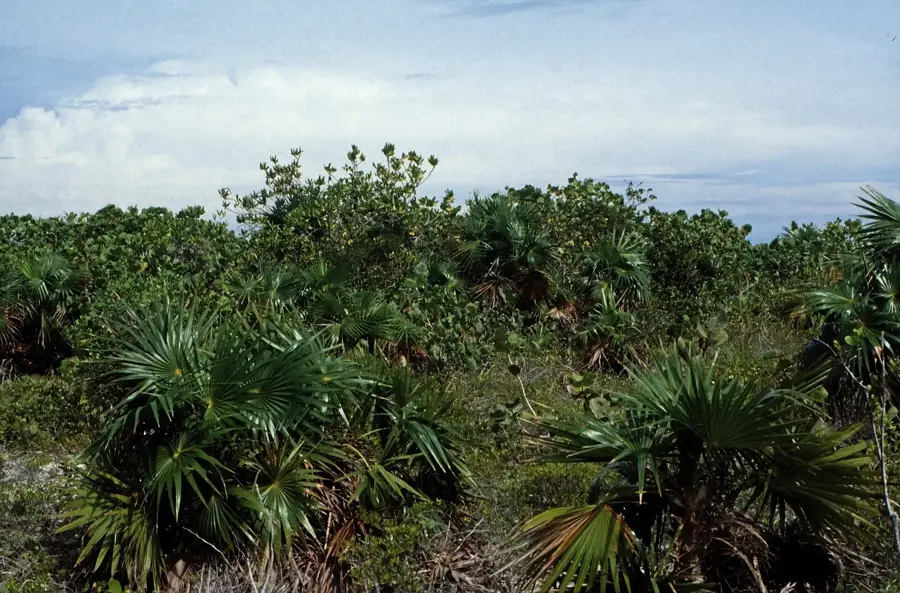Ruinele plantației Farquharson — Landrail Point (Bahamas)