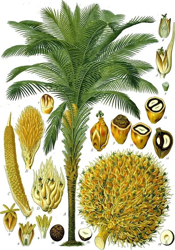 Plantația de ulei de palmier FELDA Sahabat — Semporna (Malaysia)