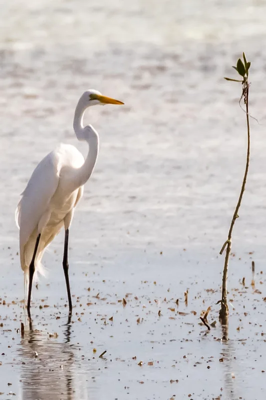 Ferma agroecologică Cayo Coco — Baraguá (Cuba)