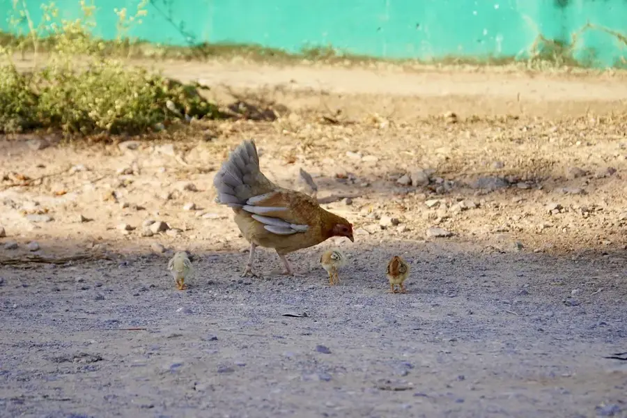 Ferma agroecologică El Paraíso