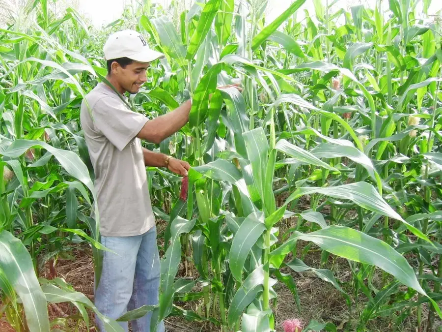 Maisfarm Veraguas — Cerro Tute (Panama)