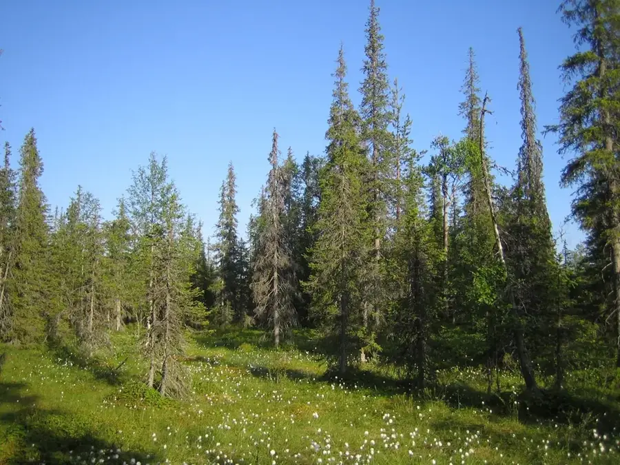 Syöte