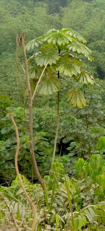 Mayombe — Cabinda (Angola)