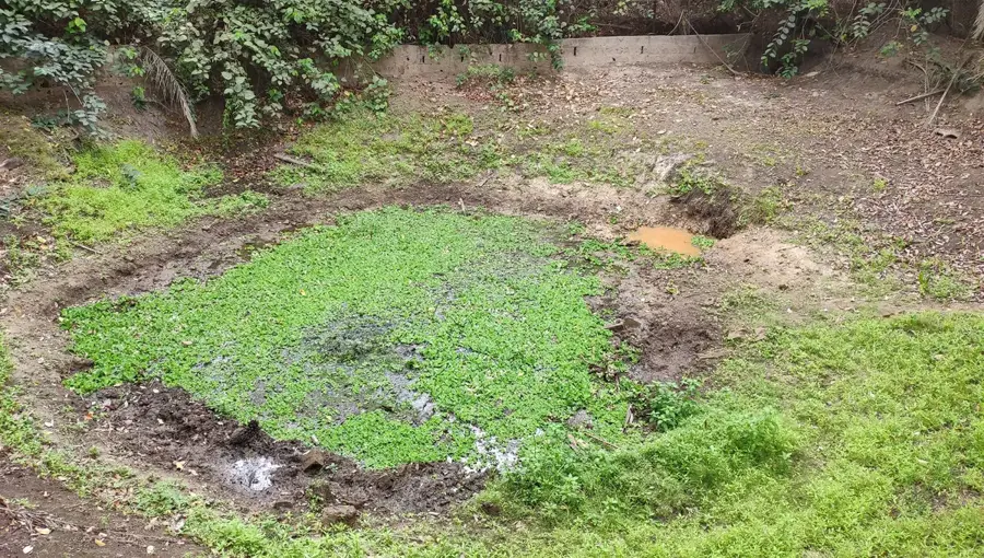 Folonko Sacred Crocodile Pool