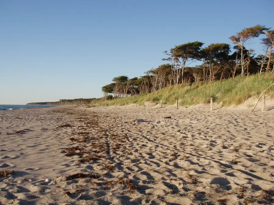 Darß Peninsula – forest