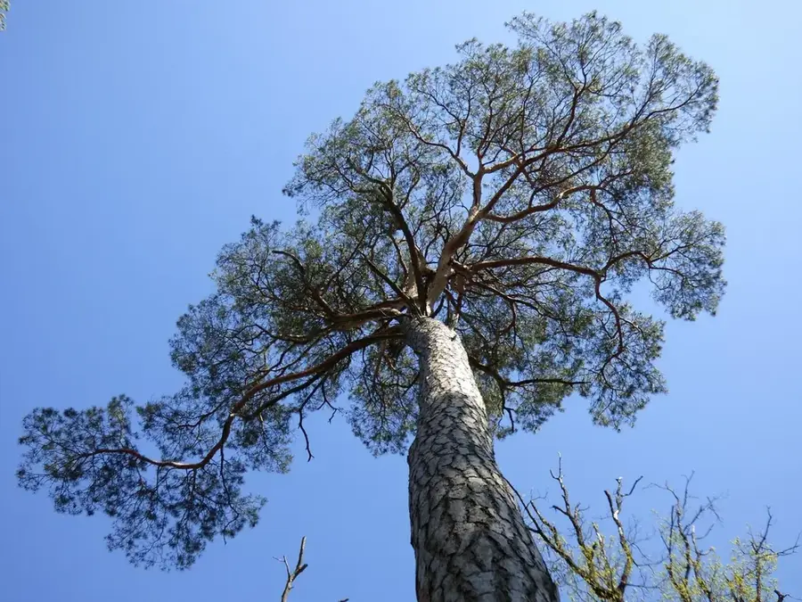 Pădurea Fontainebleau – pădure