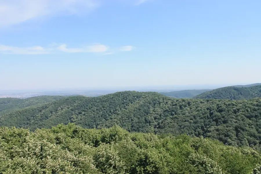 Franconian Forest – forest