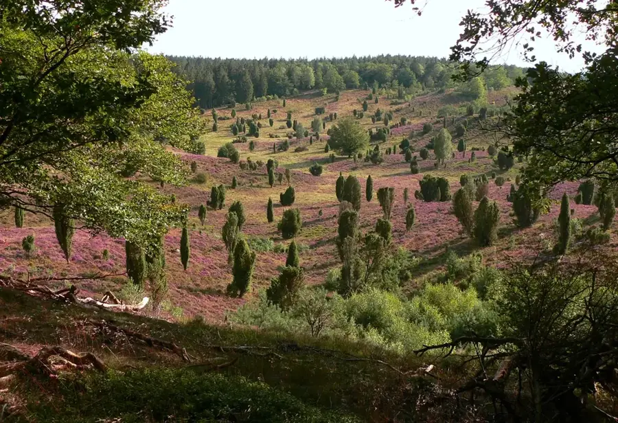 Lüneburger Heide – forest