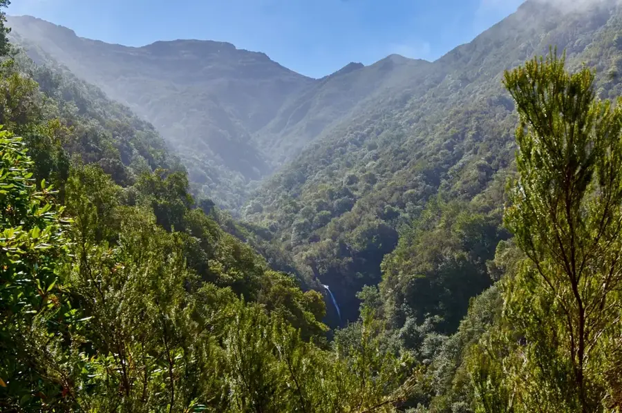 Laurisilva-Wald auf Madeira
