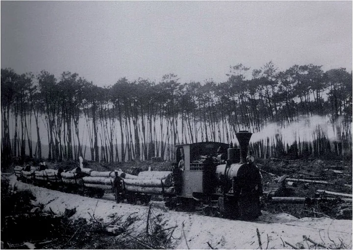 Leiria National Forest