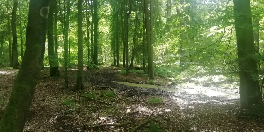 Sachsenwald – forest