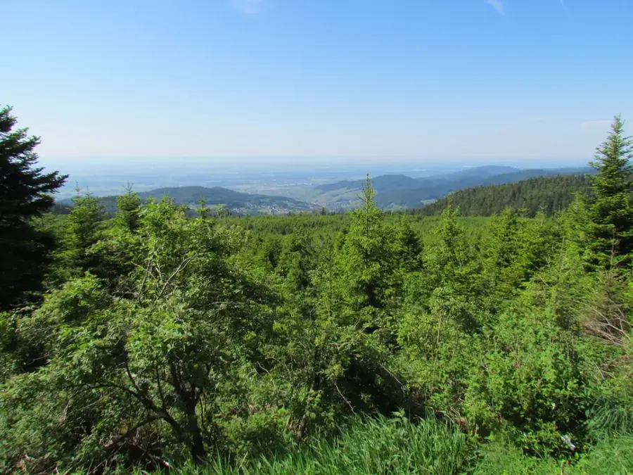 Northern Black Forest – forest
