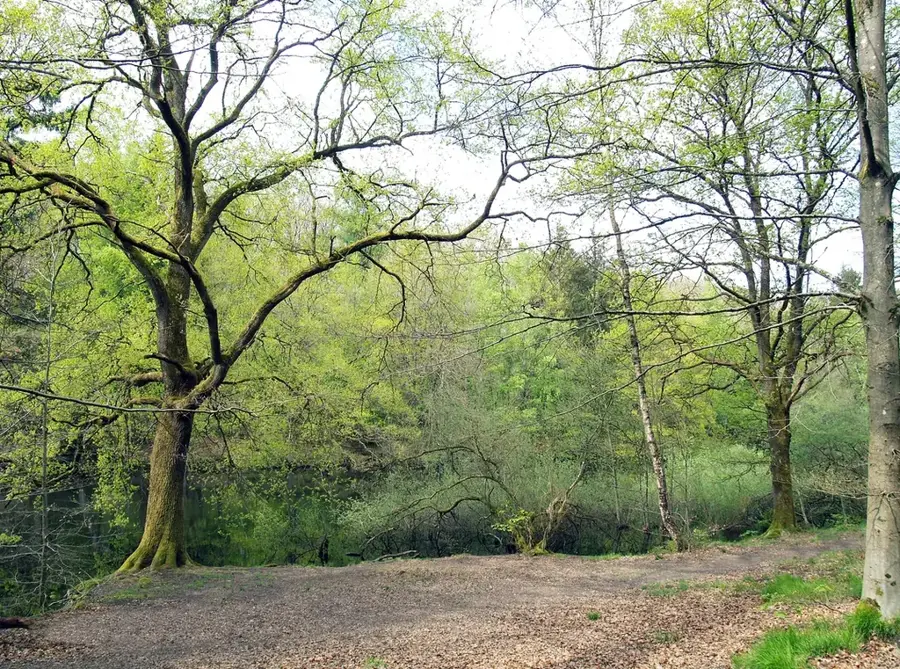 Warndt – forest