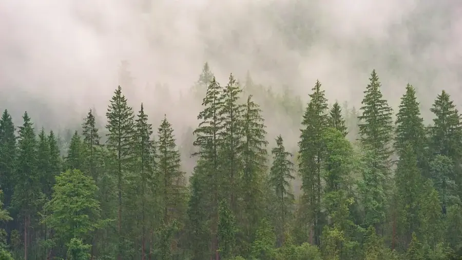 Macaya Cloud Forest