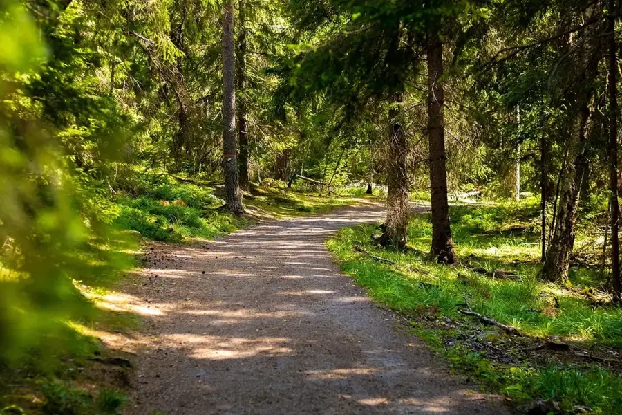 National Pine Forest