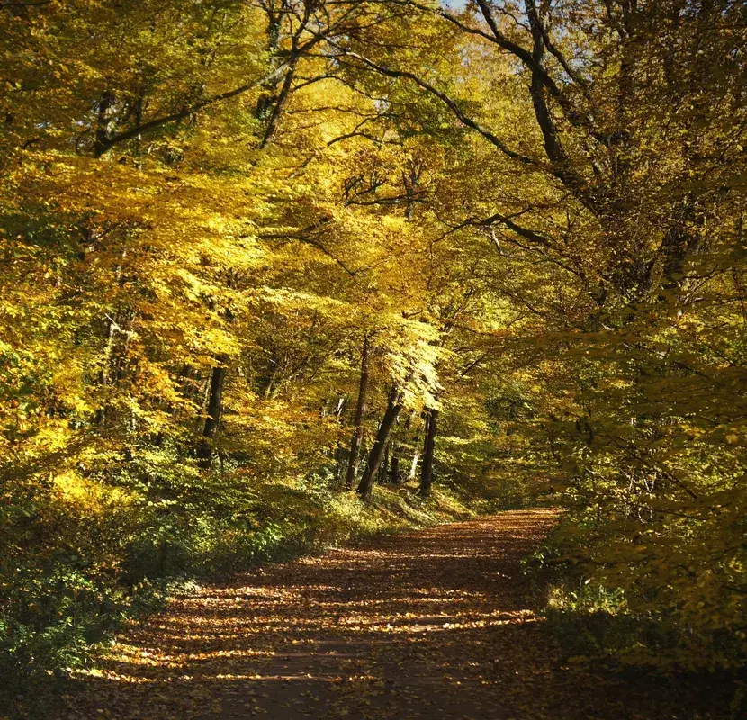 Forêt de Tronçais – Wald