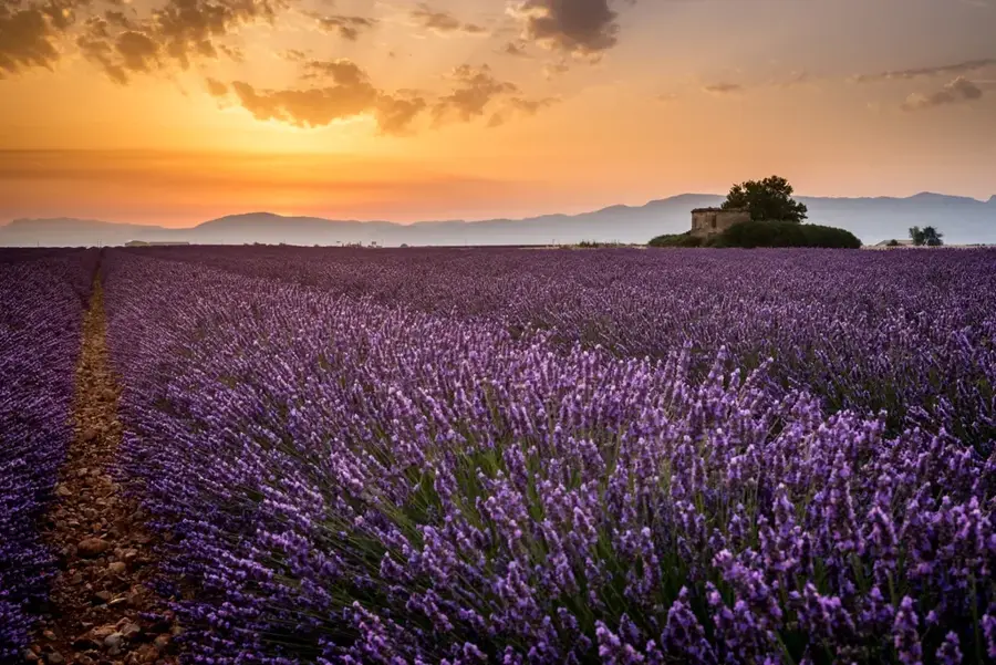 Valensole Plateau