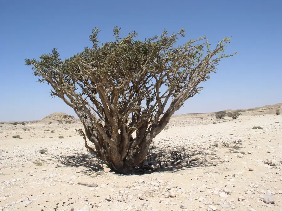 Museum of the Frankincense Land