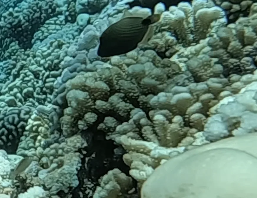 Fakarava UNESCO Biosphere Reserve