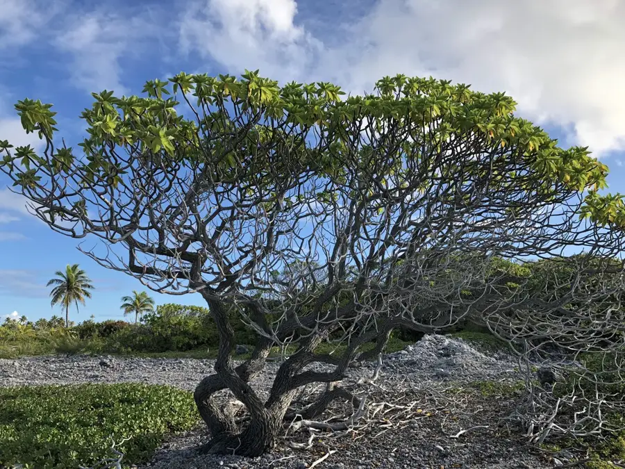 Perlenfarmen von Fakarava — Fakarava UNESCO-Biosphärenreservat (Französisch-Polynesien)
