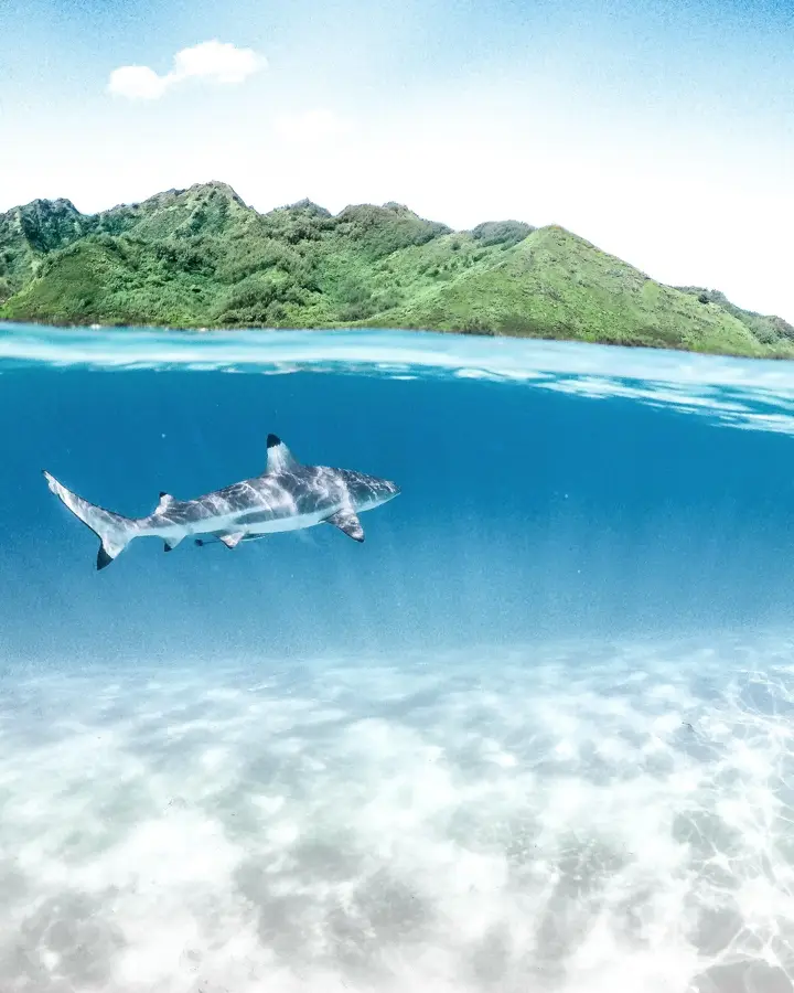 Marae Marae Taata — Tahiti Lagoonarium (French Polynesia)