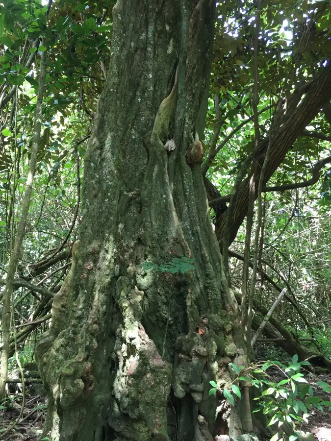 Marae Umarea — Ananasfelder von Afareaitu (Französisch-Polynesien)