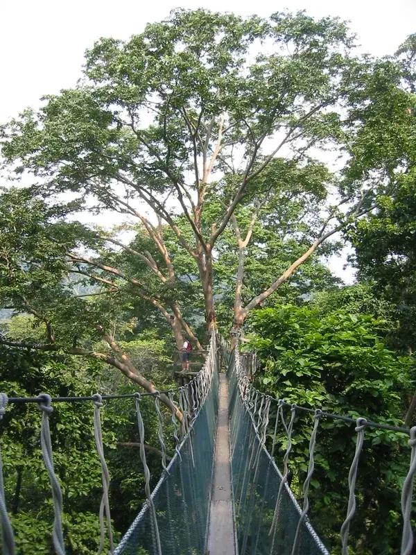 FRIM (Forest Research Institute Malaysia)