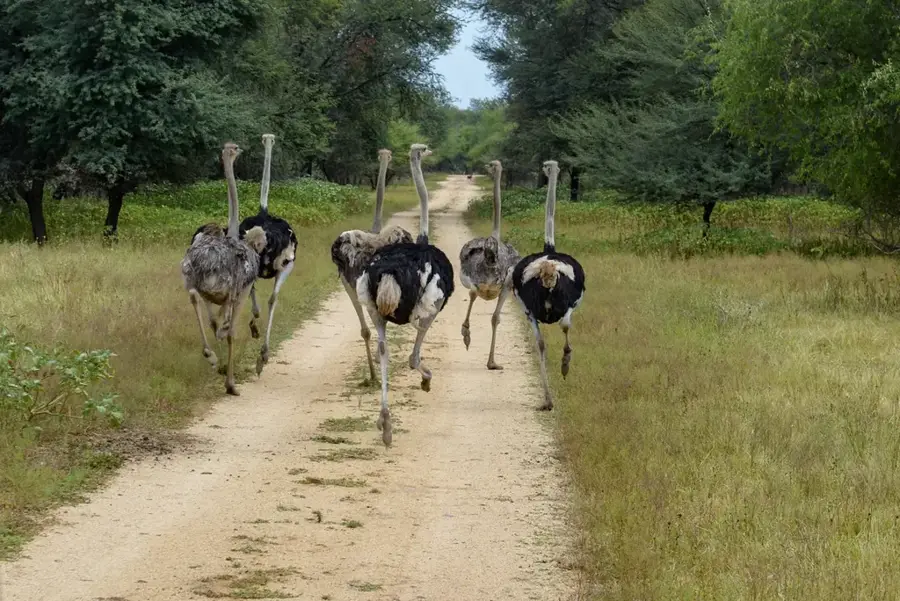 Gaborone Game Reserve — iTowers (Botsuana)