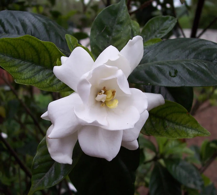 Gardenia — Biscayne (Belize)