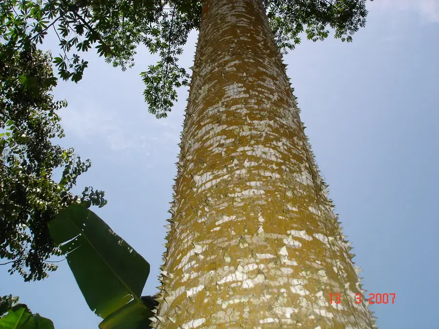 Bom Successo Botanical Garden — Monte Café (São Tomé & Príncipe)