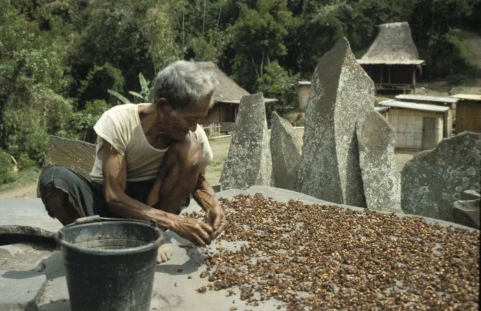 Plantațiile de cafea Gayo — Jantang (Indonezia)
