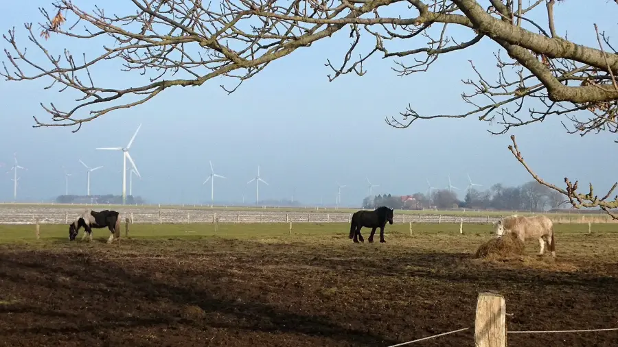 Wesselburenerkoog (Germany)