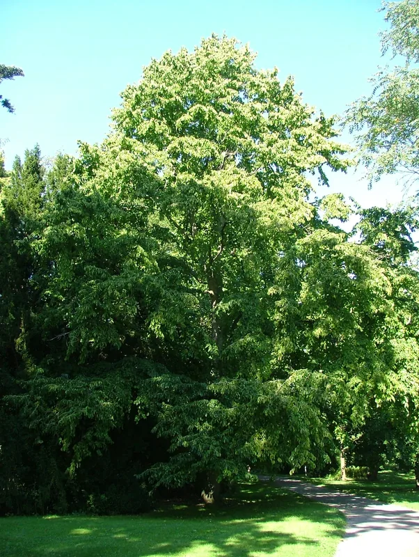 Giresun Hazelnut Plantations