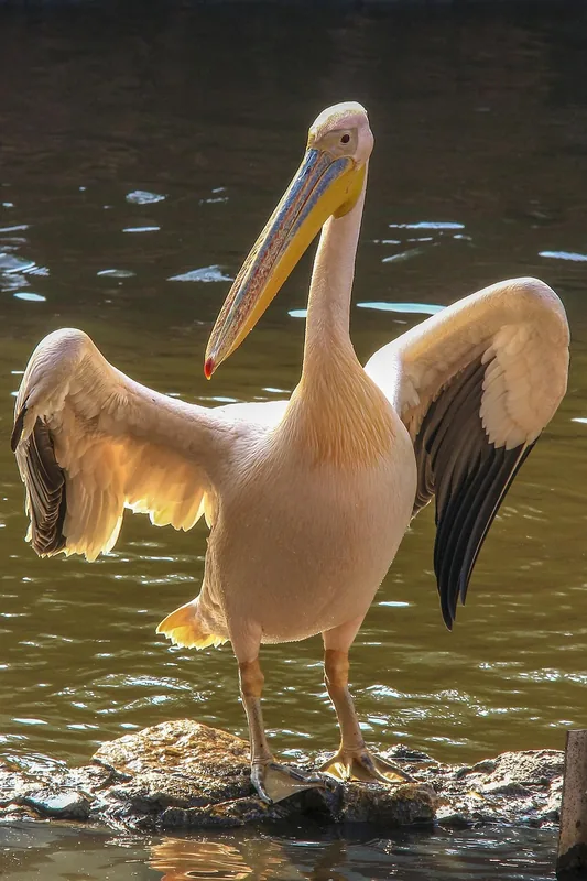 Grădina Zoologică Giza — Bawiti (Egipt)