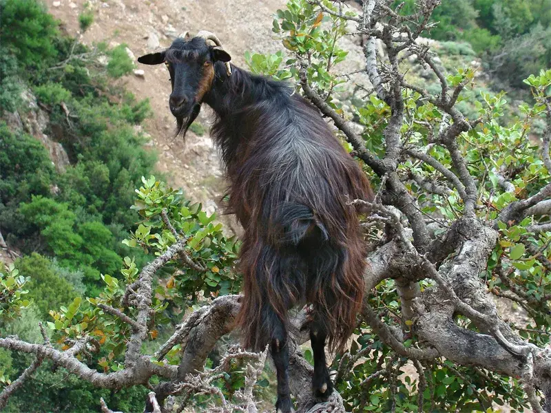 Anydri