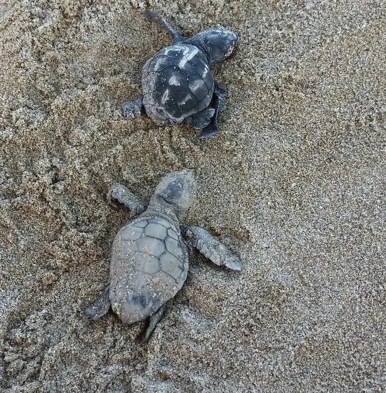 Archelon Teknősmentő Központ