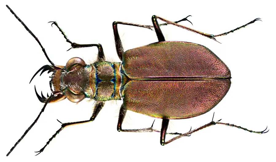 Kavros