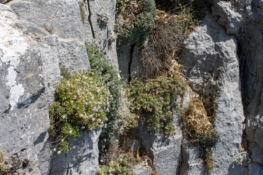 Kofinas — Ialysos (Griechenland)
